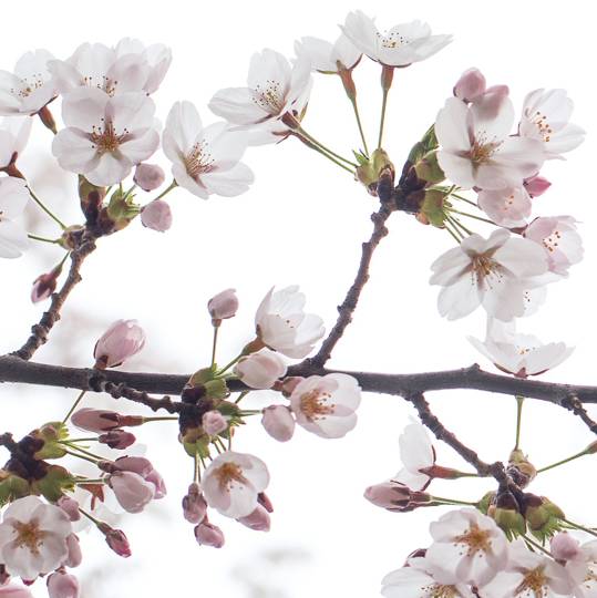 Frühlingsschrei & Sonnenschein - Nichts wie raus!