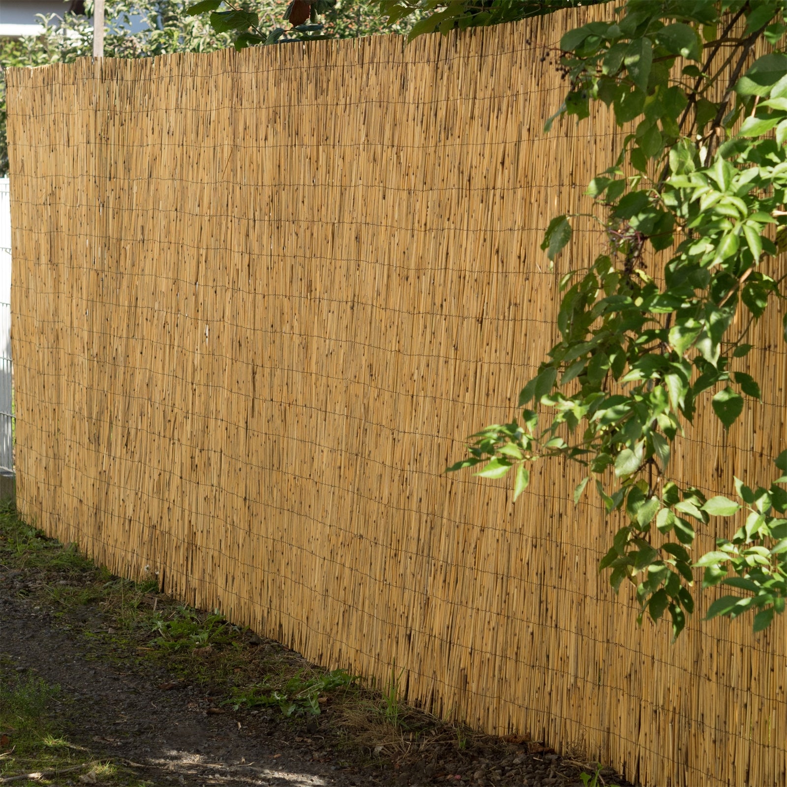 SCHILFROHRMATTE "AROA" | 600x160 cm | Schilfmatte, Sichtschutz